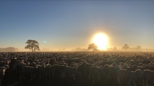 FARM SHEEPS